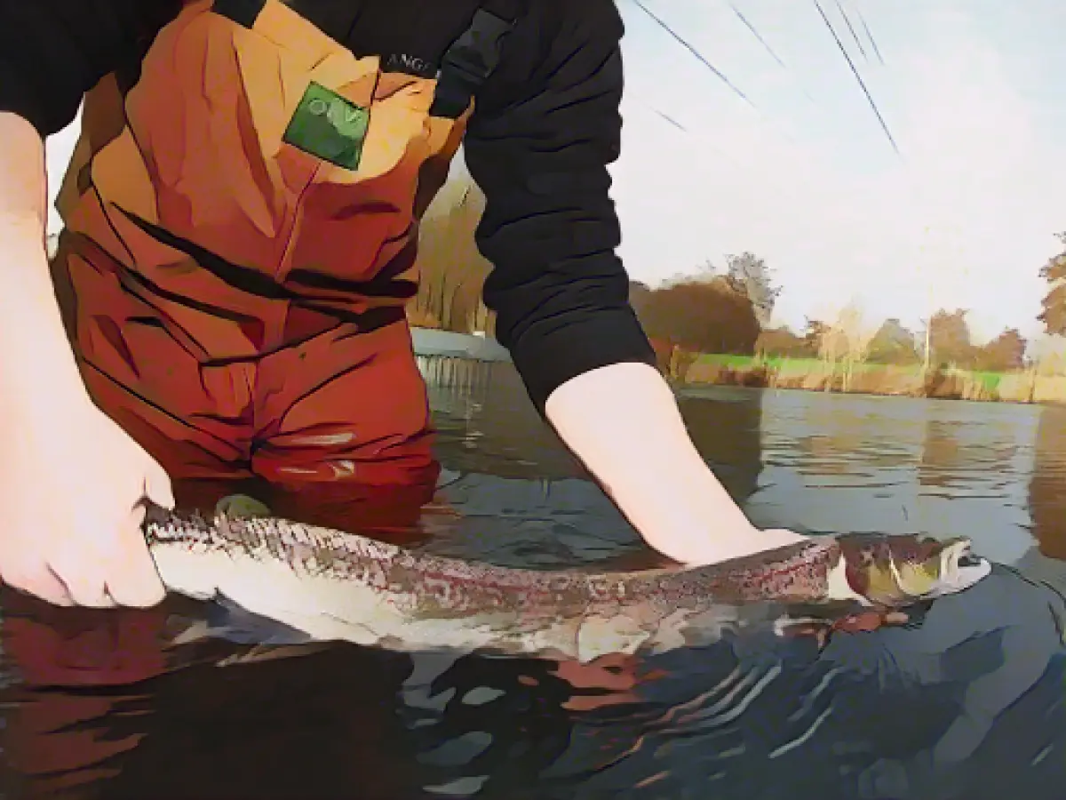 Thanks to the rain: salmon swim from the sea to NRW