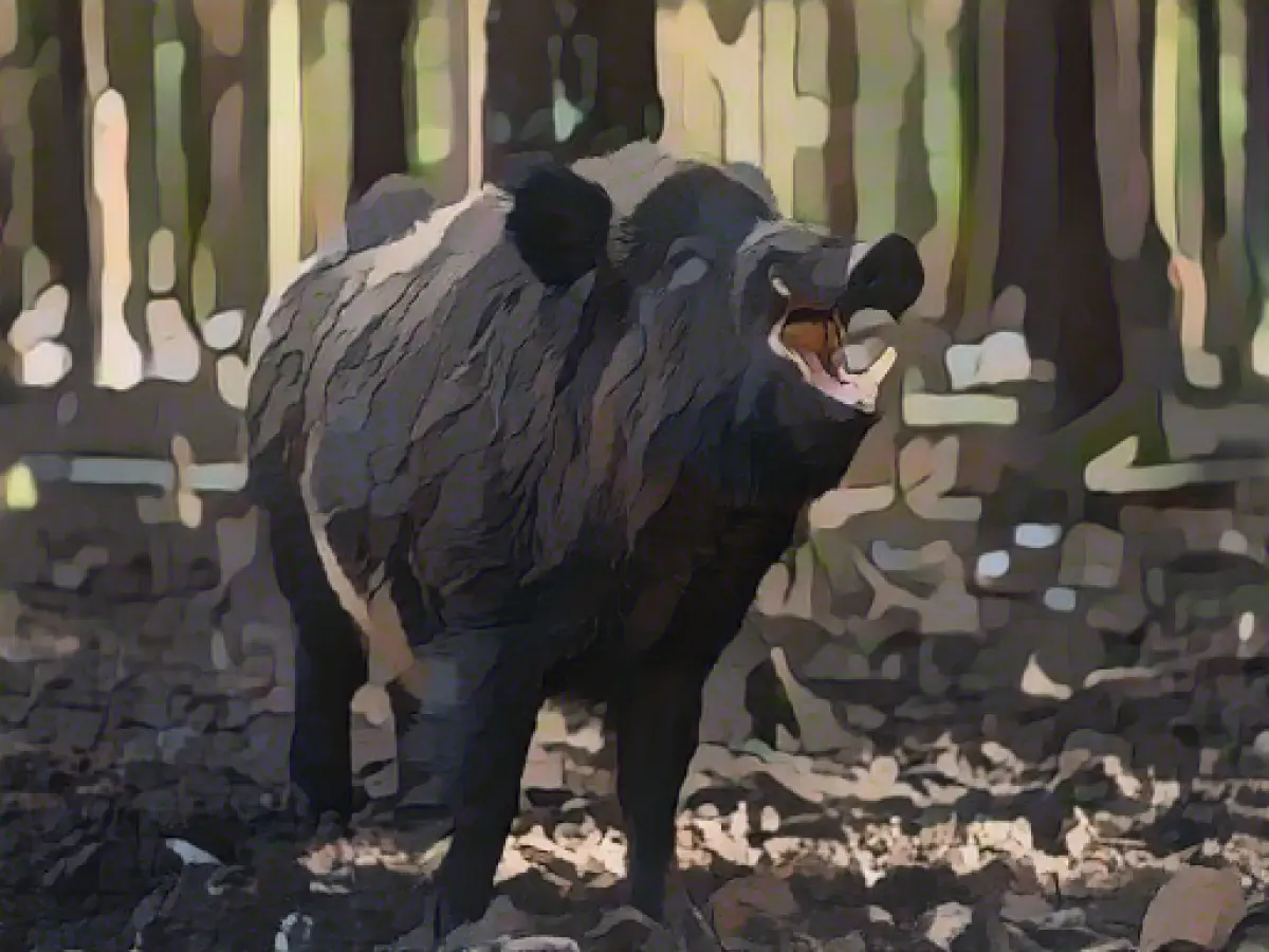 Hunting report records decline in wild boar culls