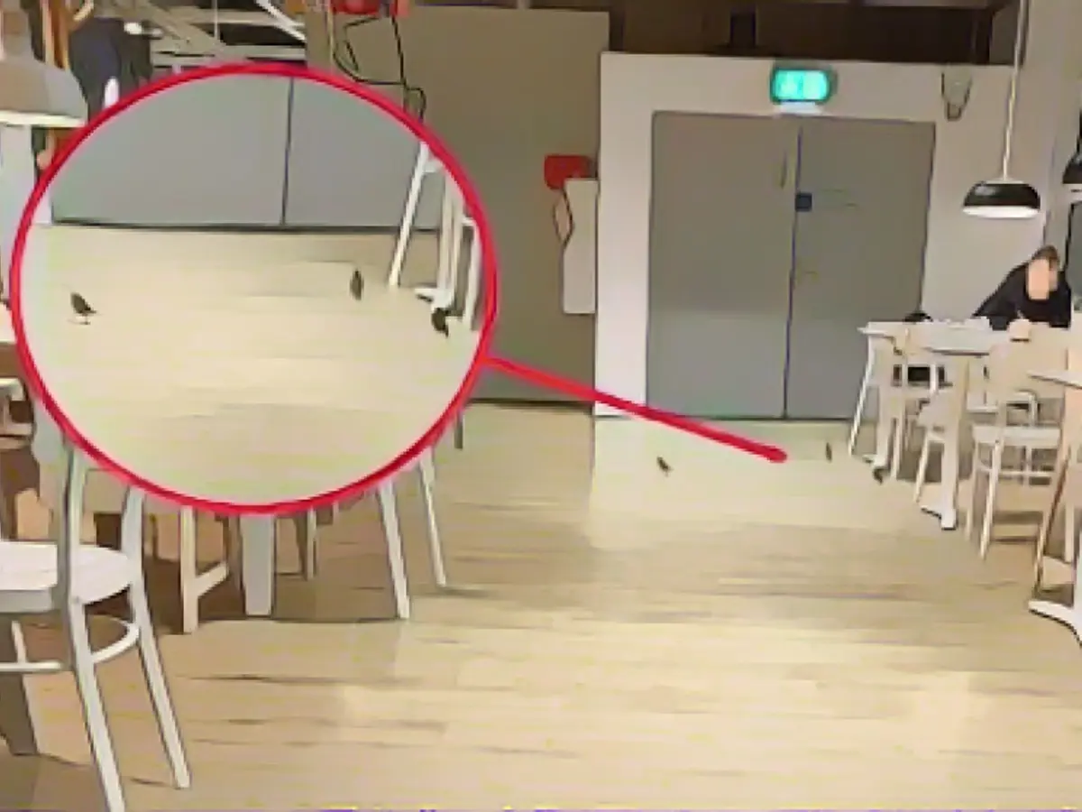 Birds nest in Ikea restaurant