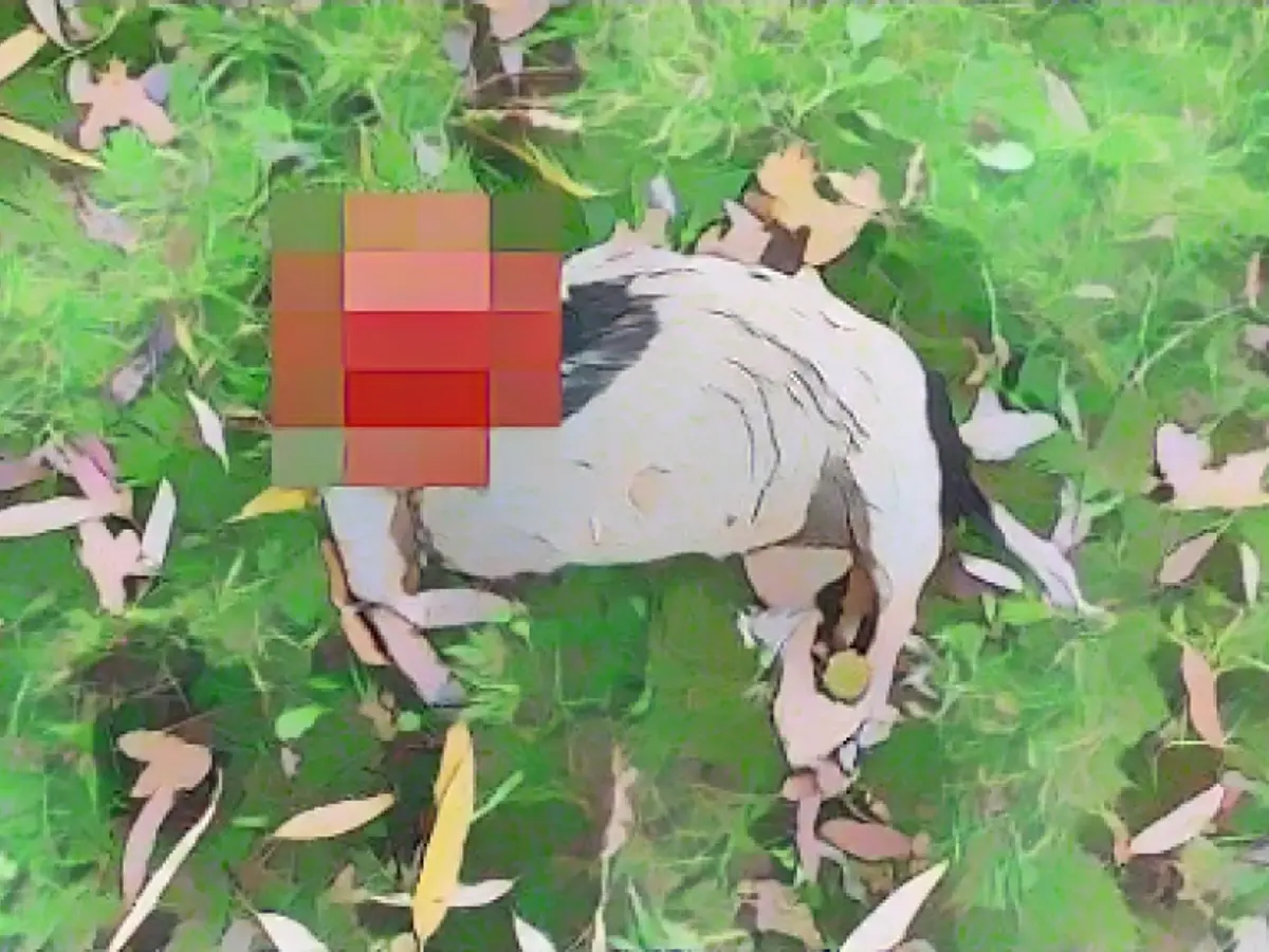 Headless dog found in Düsseldorf