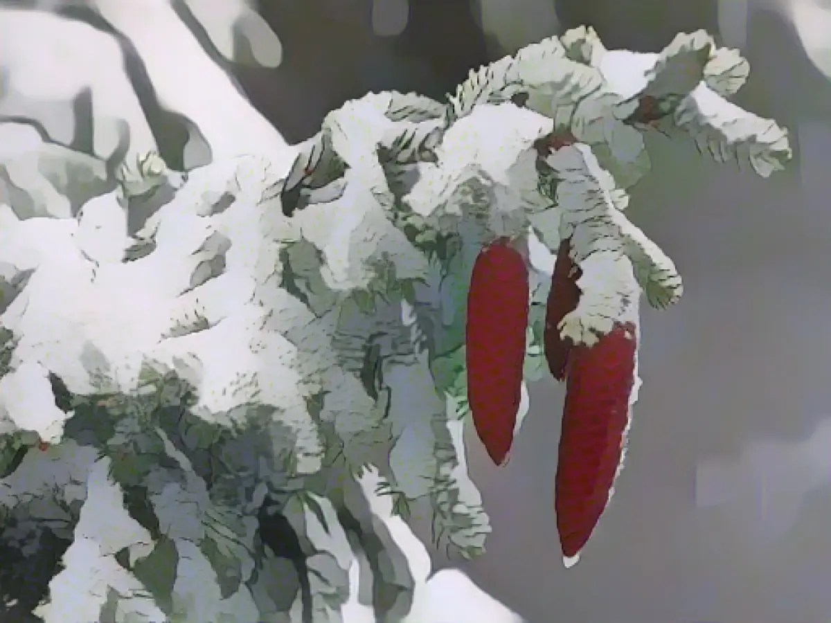 "Ski and toboggan well": onset of winter expected for the weekend