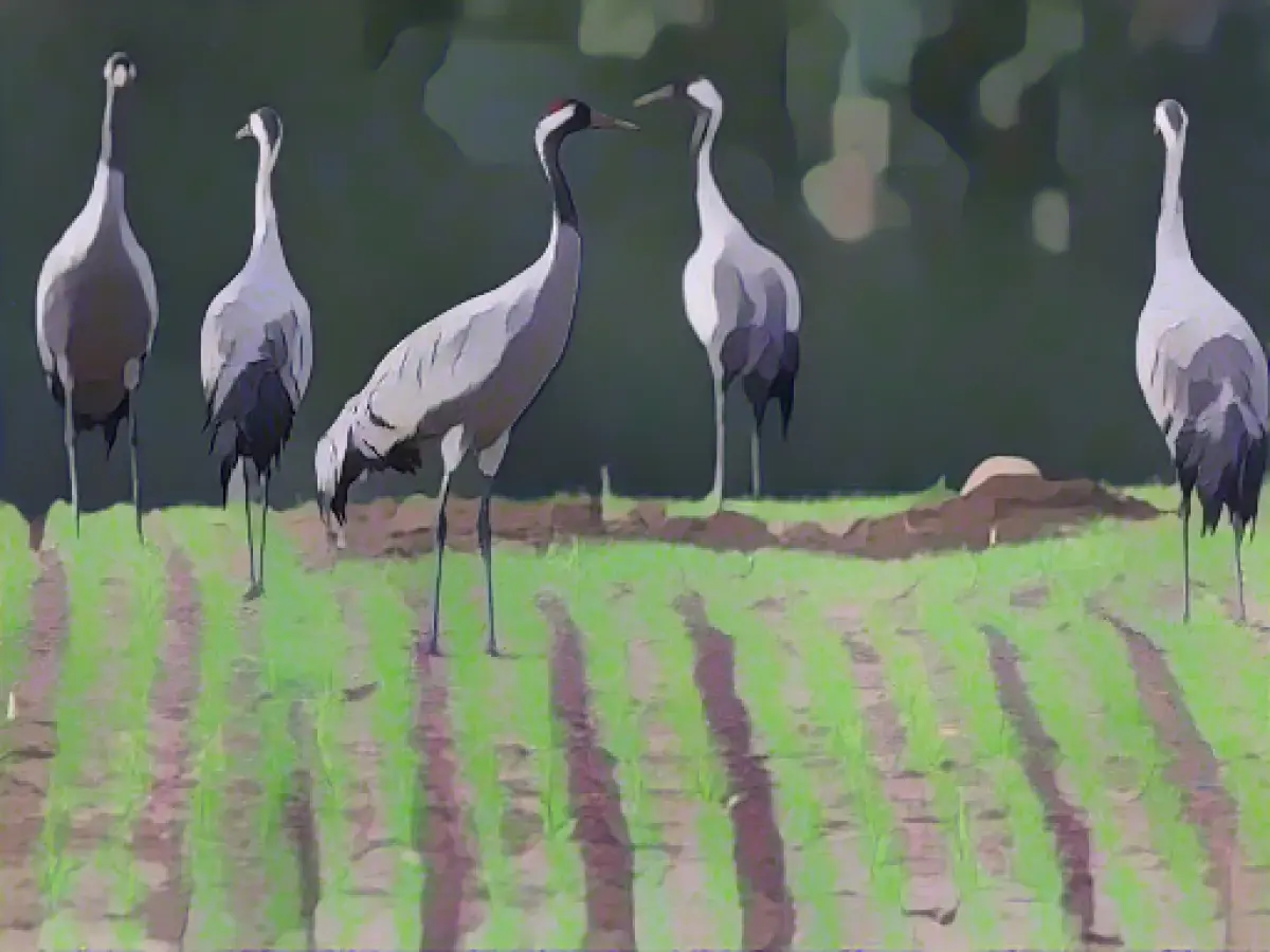 Warm fall has an impact on wildlife