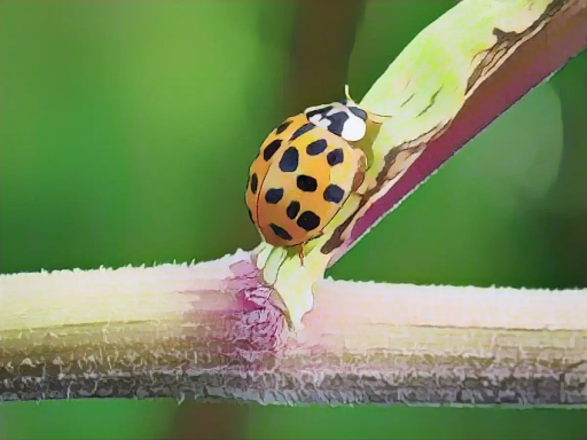 Climate change accelerates the immigration of species