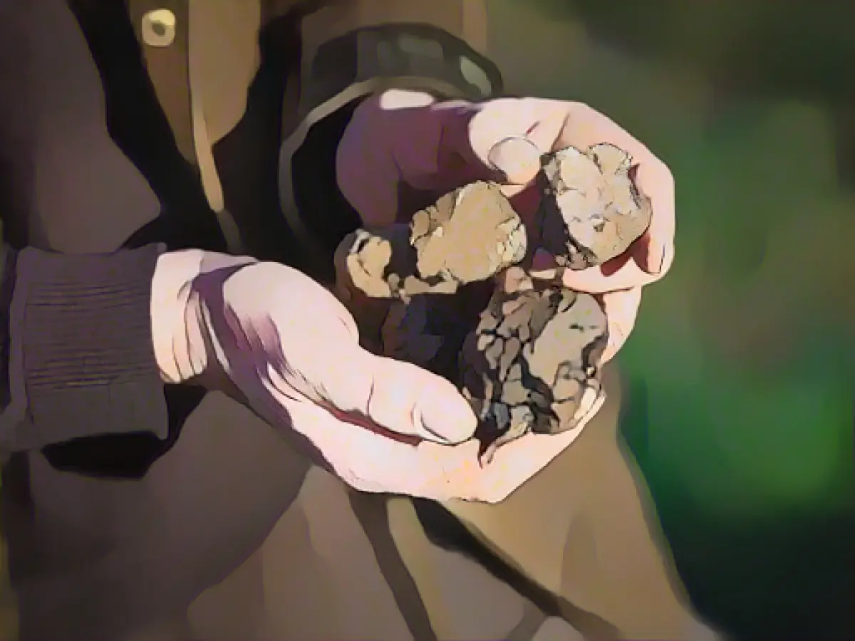 Sievers: Southern Lower Saxony to become truffle country