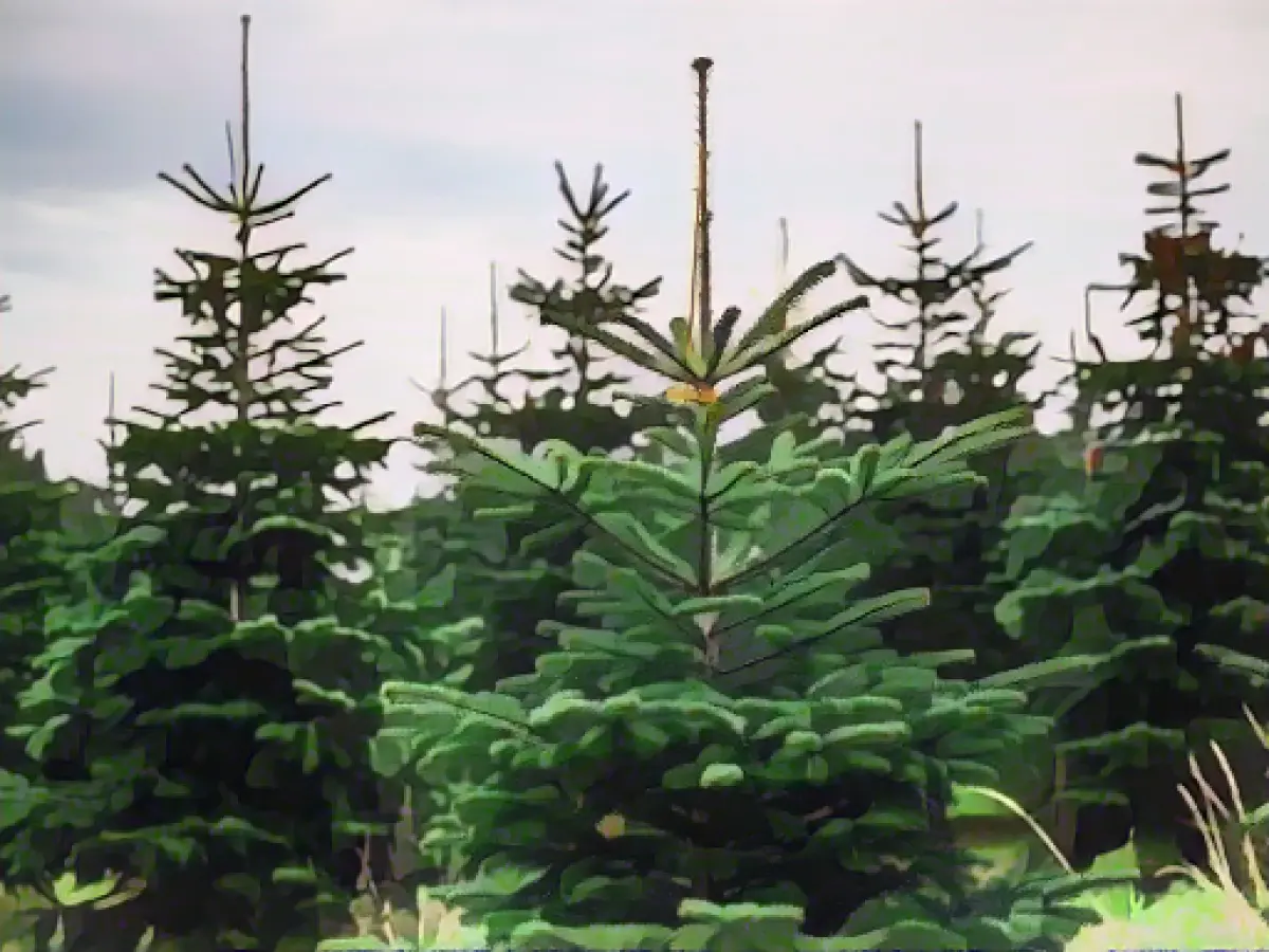 Forestry offices offer Christmas trees from local forests