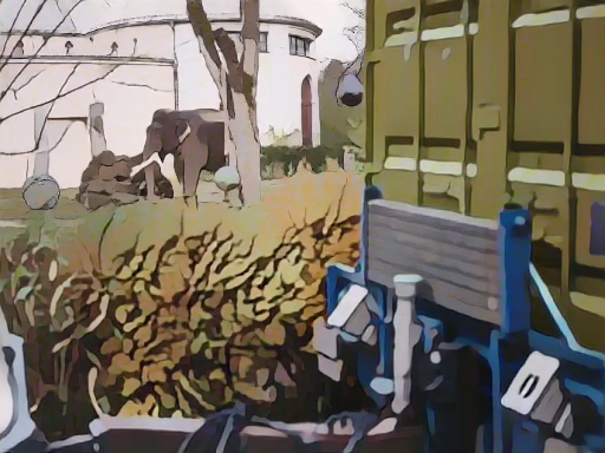 Elephant cow Panang returned to her mother after 28 years