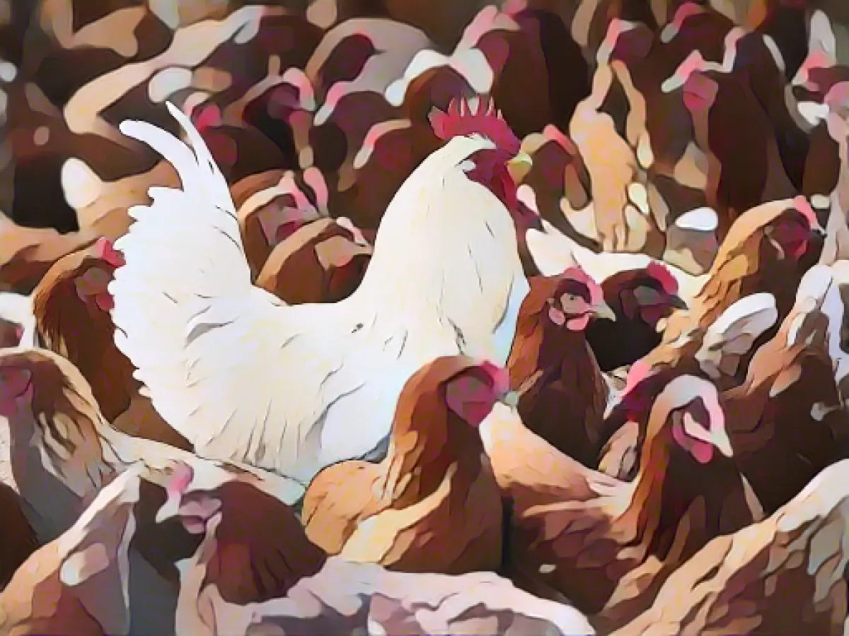 Avian influenza detected on a farm in the district of Cuxhaven