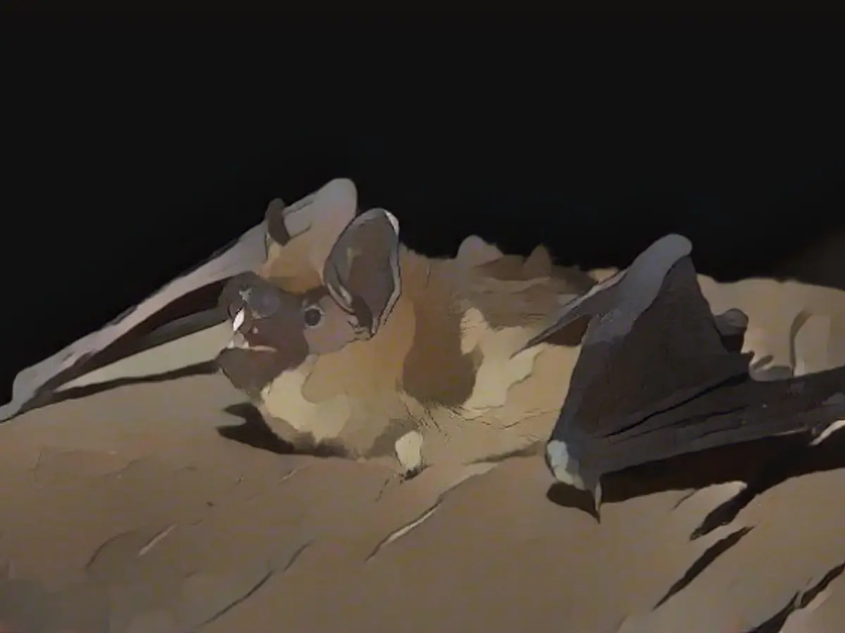 Pensioner reveals the secret of the broad-winged bat's penis