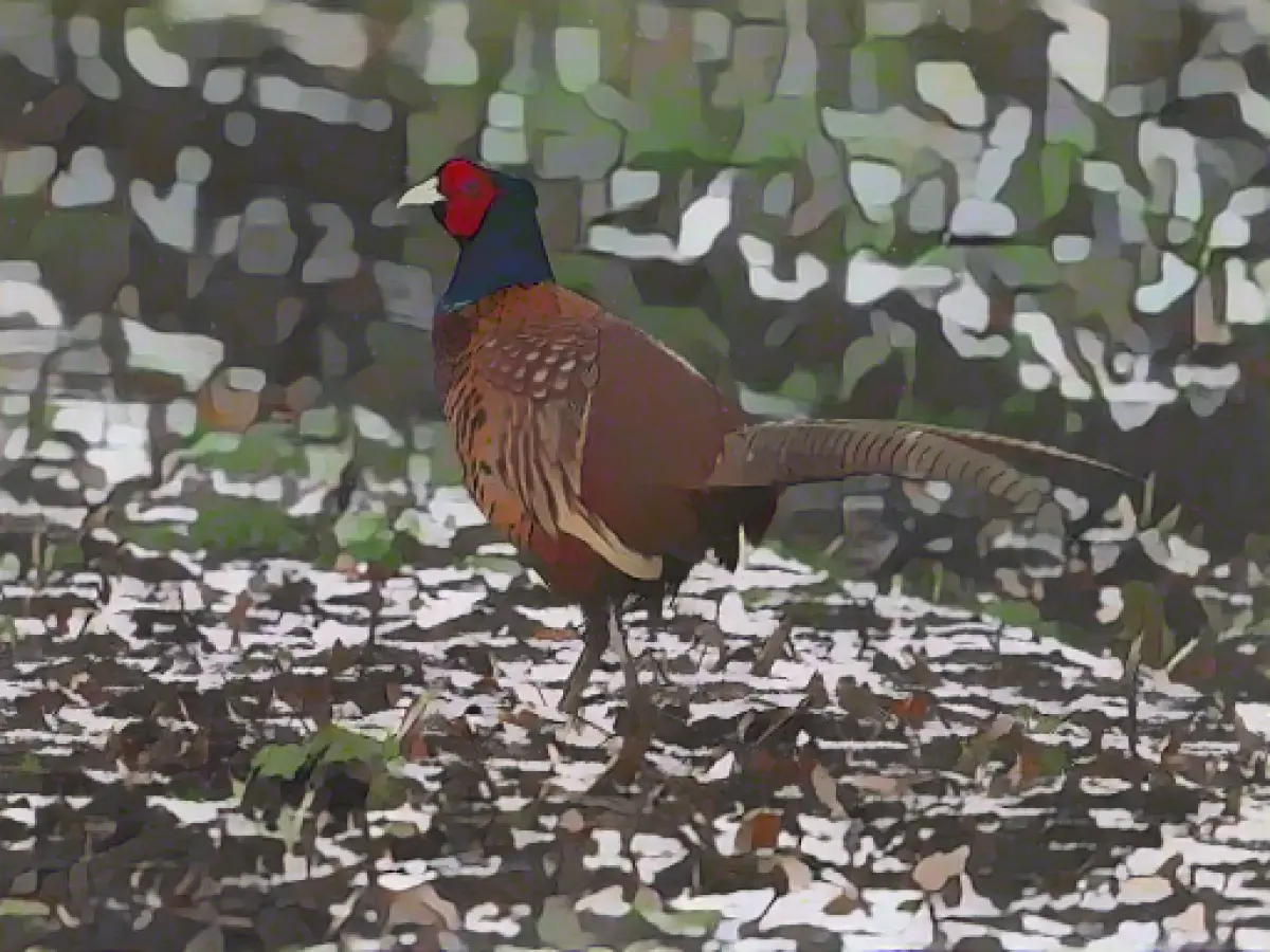 Avian influenza in German and Danish poultry farms