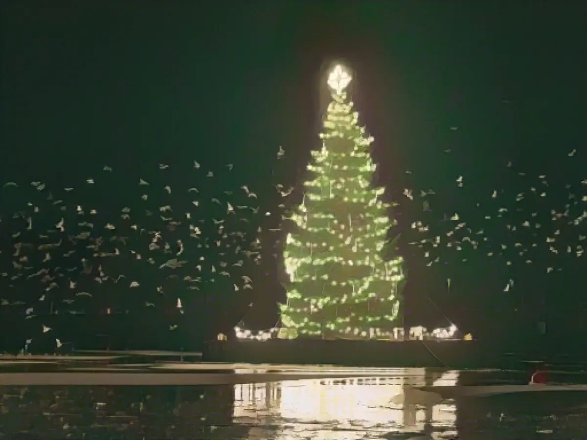 Alster fir tree on the Binnenalster shines again