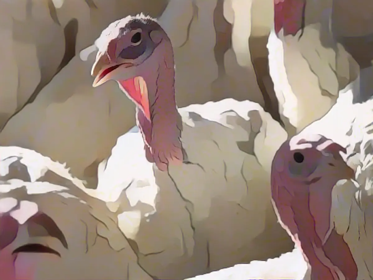 Avian influenza in poultry farms in Germany and Denmark