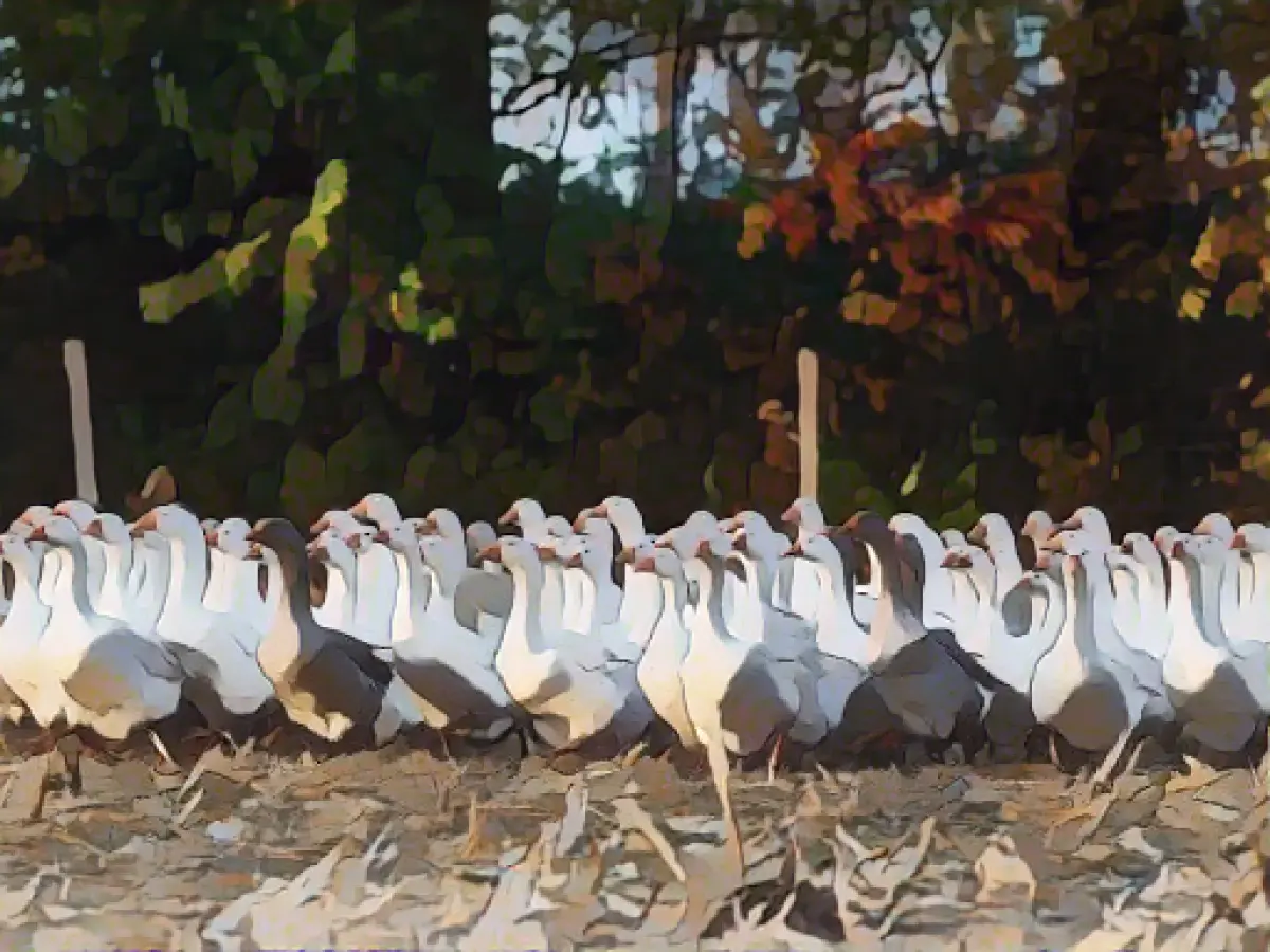 Outbreak of avian influenza in Greußen