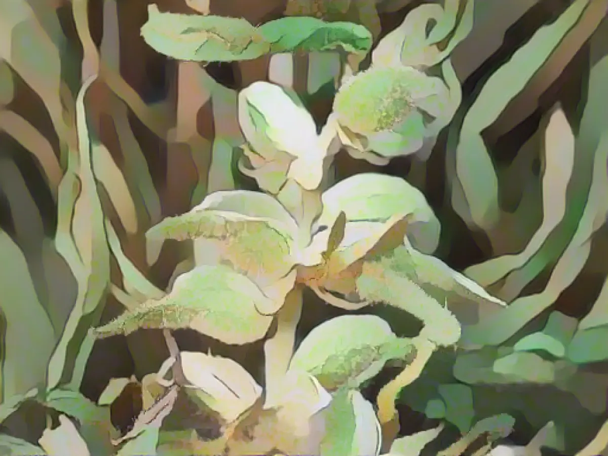 Discarded cannabis plants found in the forest