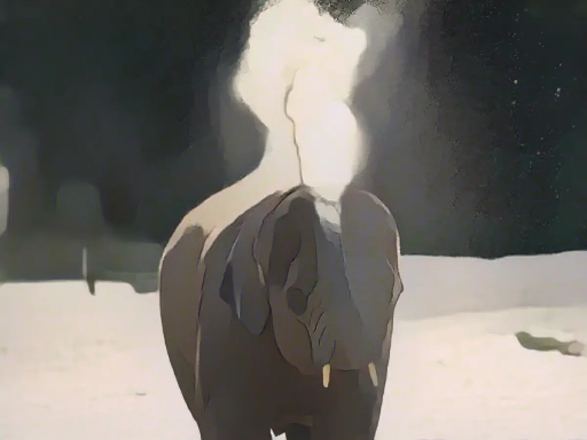 Four-year-old elephant dies in zoo - herpes virus