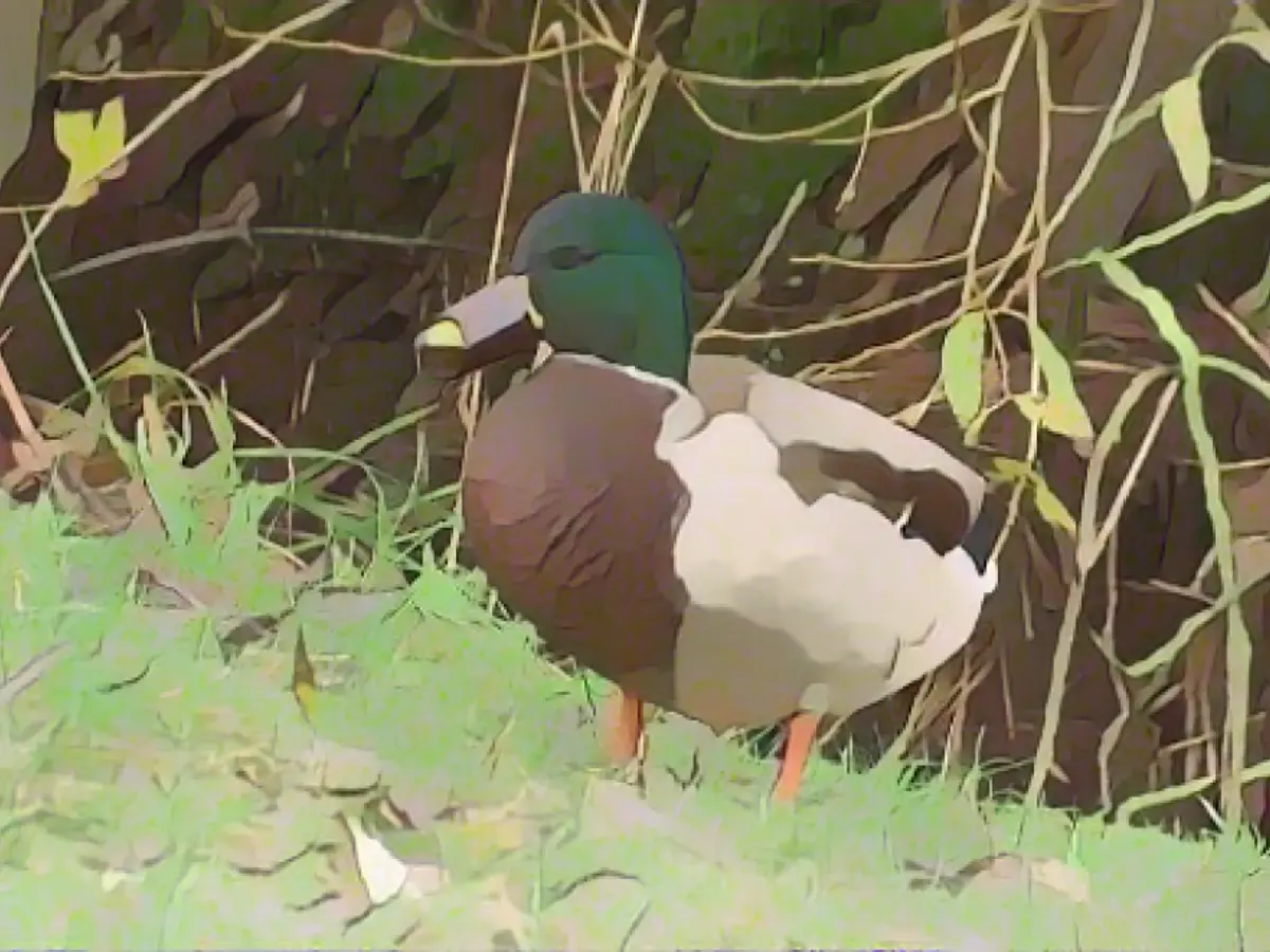 Bottle gags drake Edgar