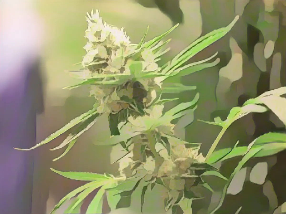 Drugs and money discovered: Three drug dealers arrested