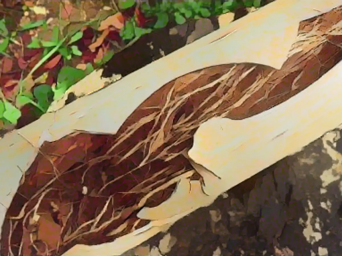 How to tell if there are tree roots growing in the sewer