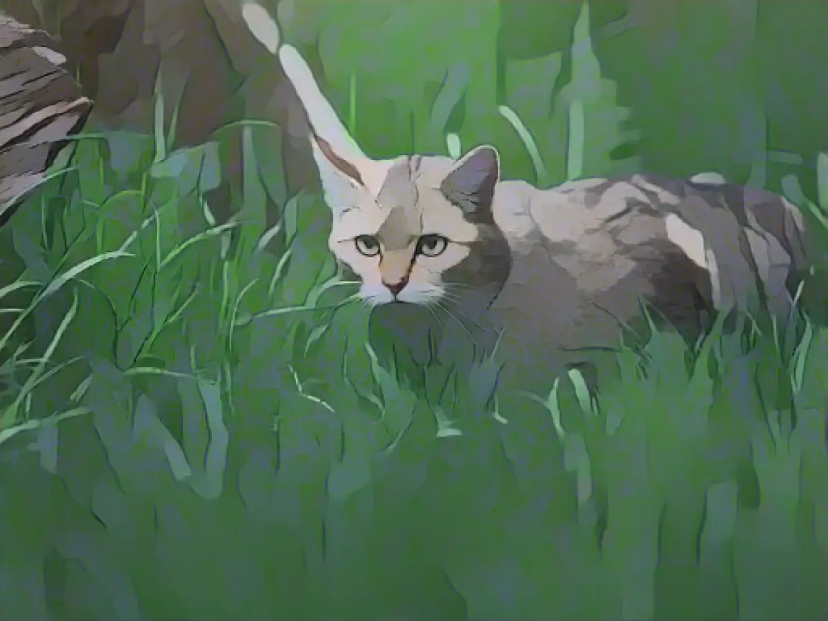 On quiet paws: Wildcats detected in Brandenburg