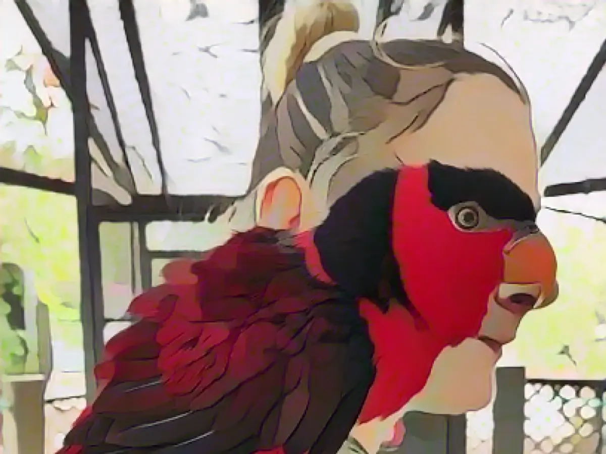 Half human, half animal - what do you see here?