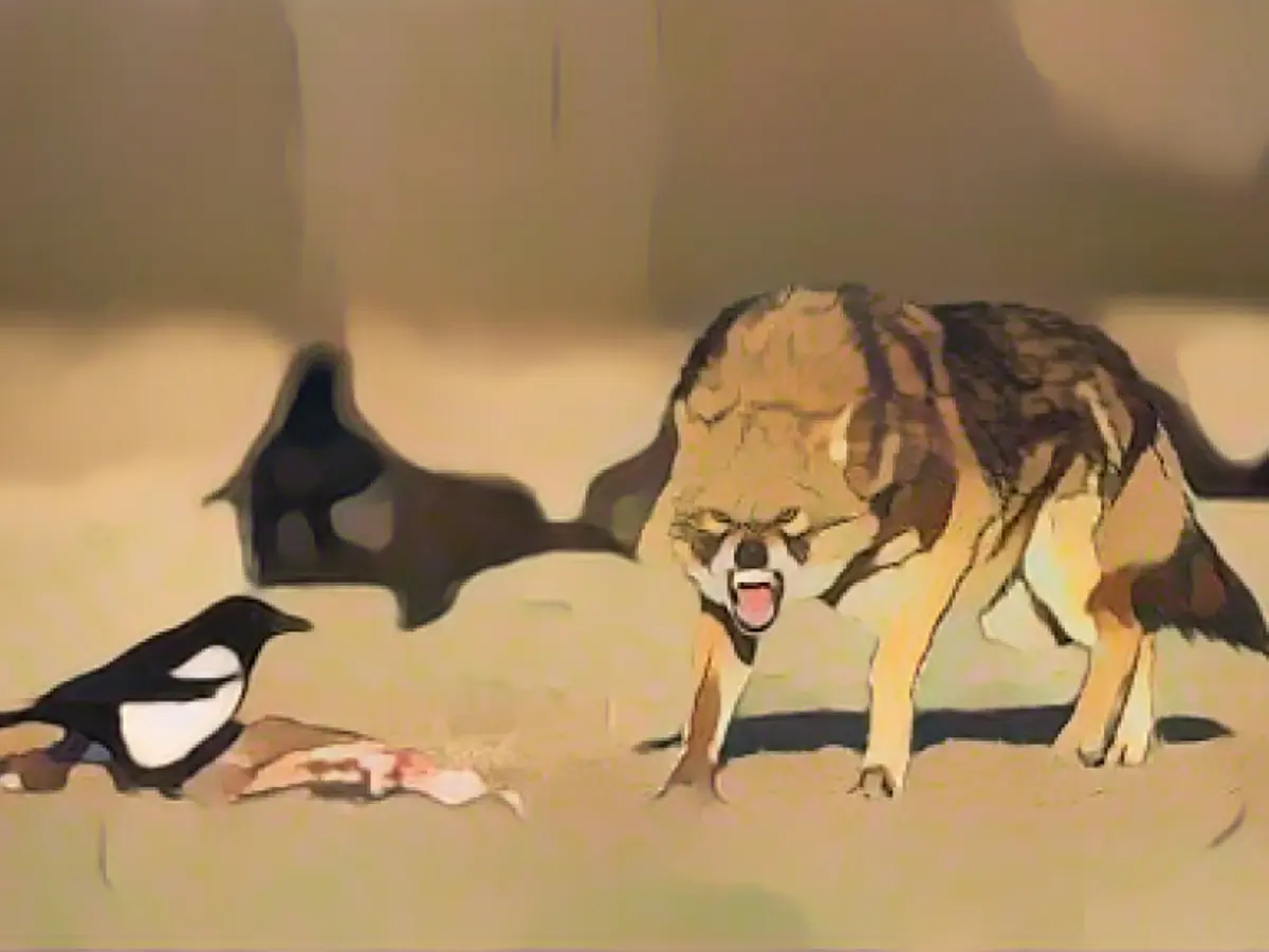 Golden jackal eats two sheep in Hesse