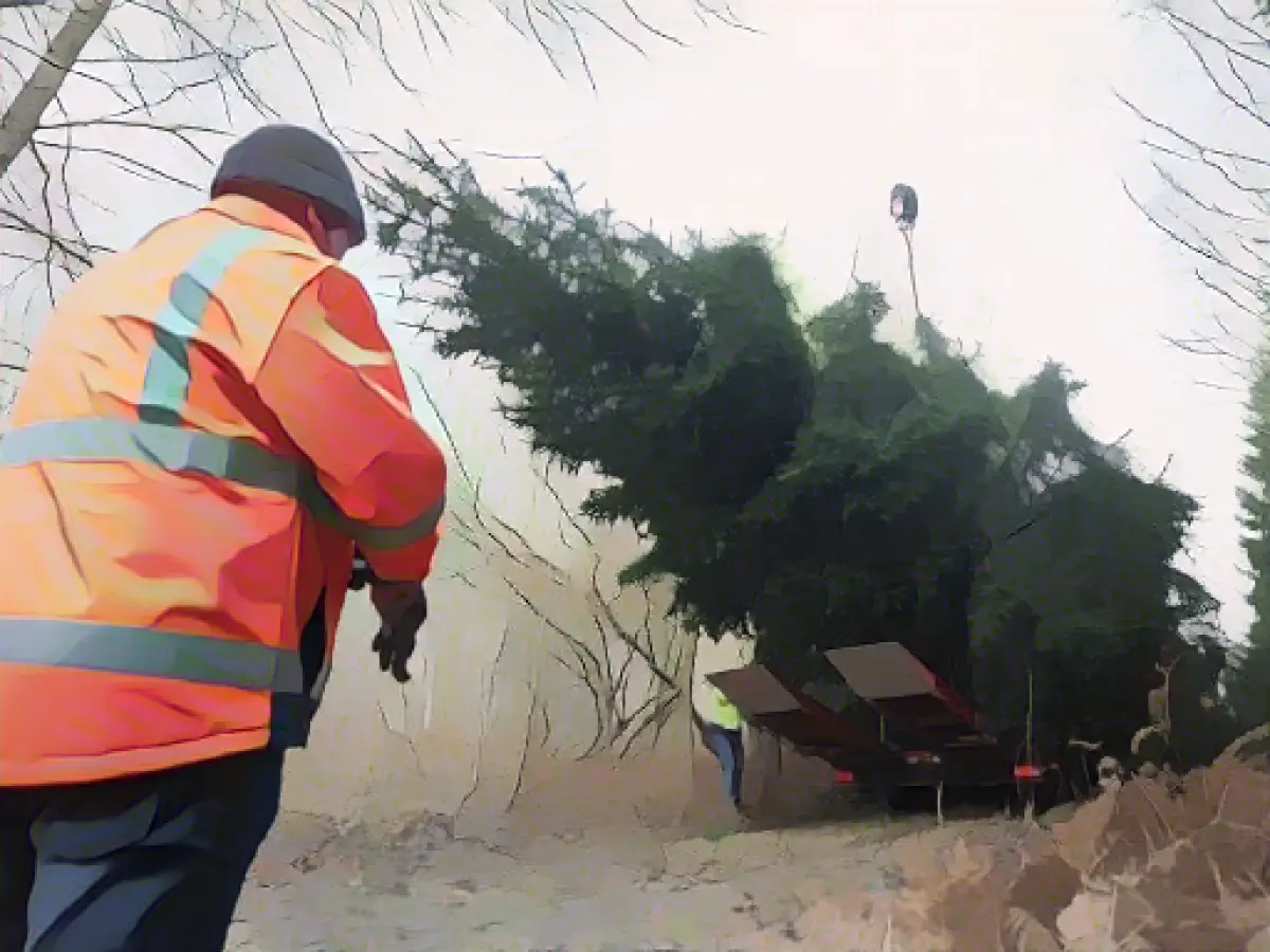 Fir tree for the Chancellery - truck gets stuck