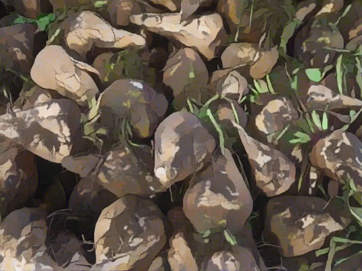 Farmers expect average sugar beet harvest