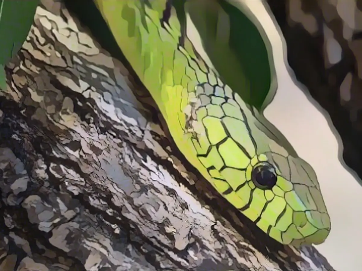 Highly venomous mamba missing for days