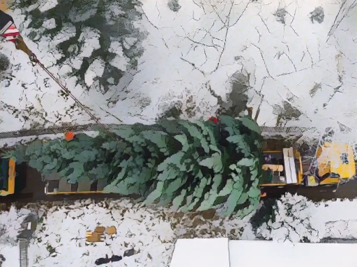 Thuringian Christmas tree felled for Brandenburg Gate