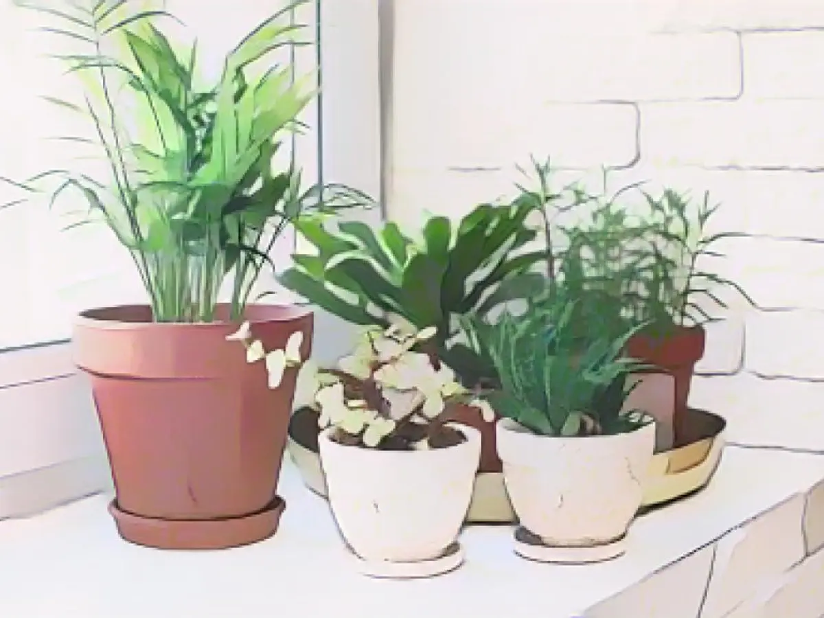 Why You Shouldn't Fertilize Indoor Plants in Winter
