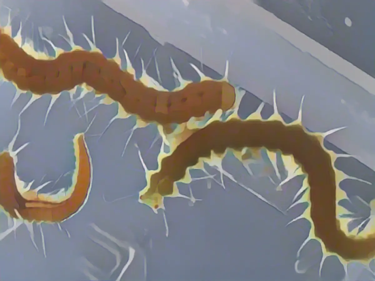 Ass with eyes: Worm butt develops a brain and can see