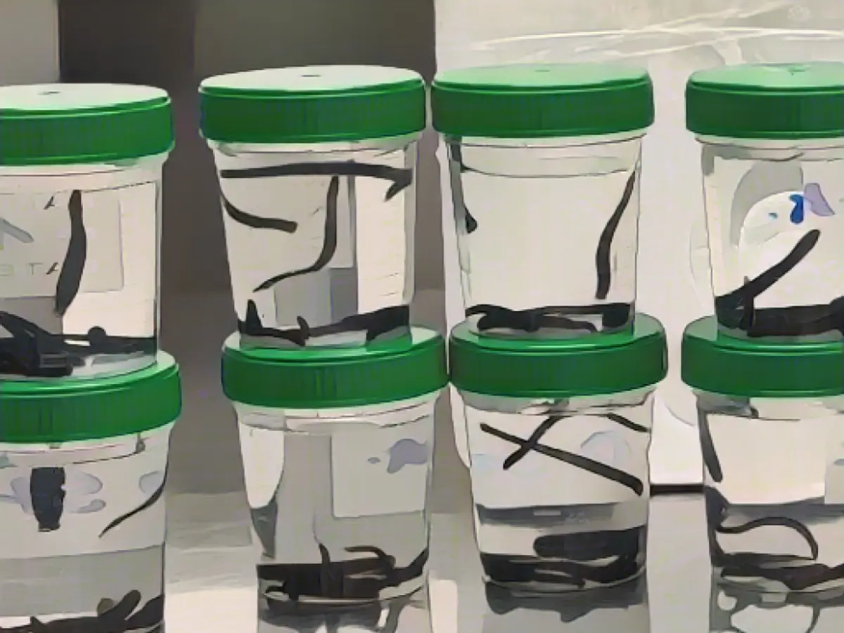 Airport customs officers discover 138 leeches