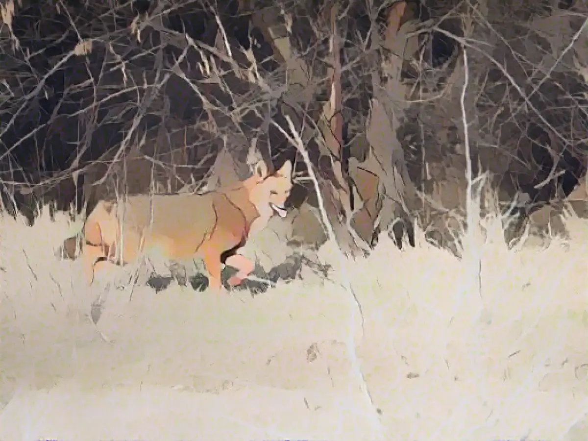 Rare golden jackal detected in Spessart