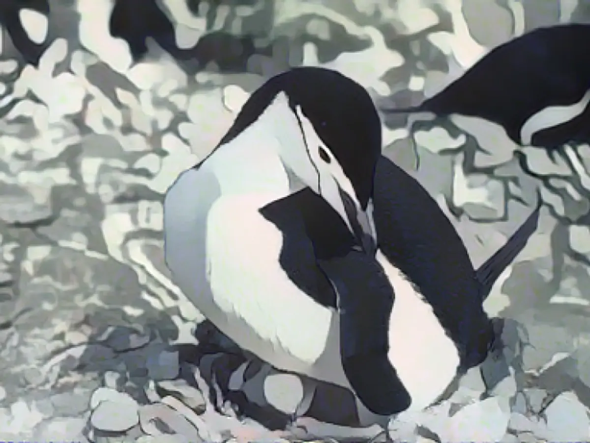 Penguins nap 10,000 times a day