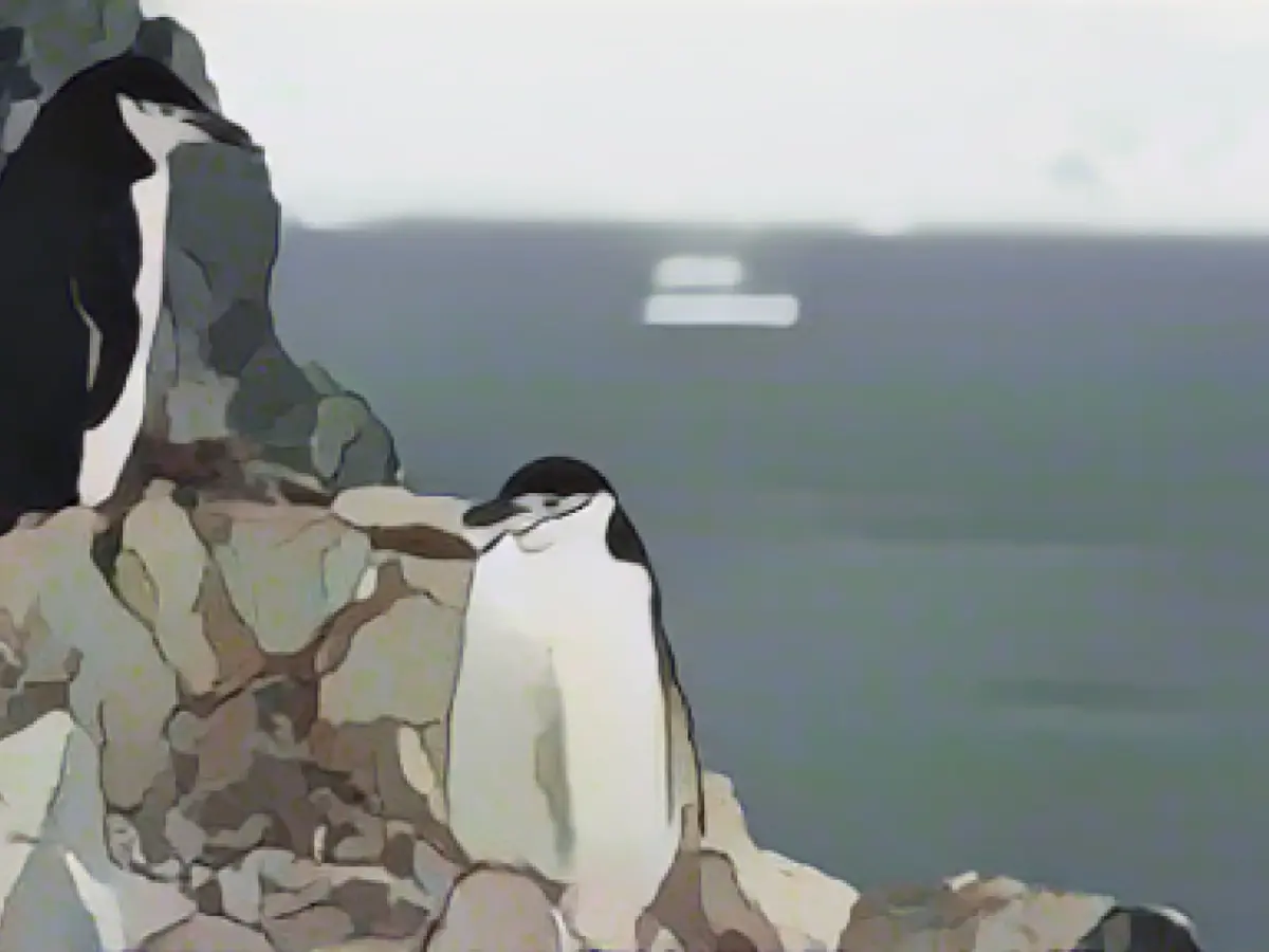 Study: Penguins take up to 10,000 short naps a day