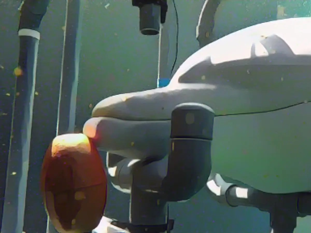 Dolphins sense weak electric fields