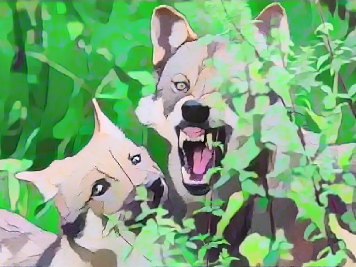 Environment ministers agree on rapid cull of problematic wolves