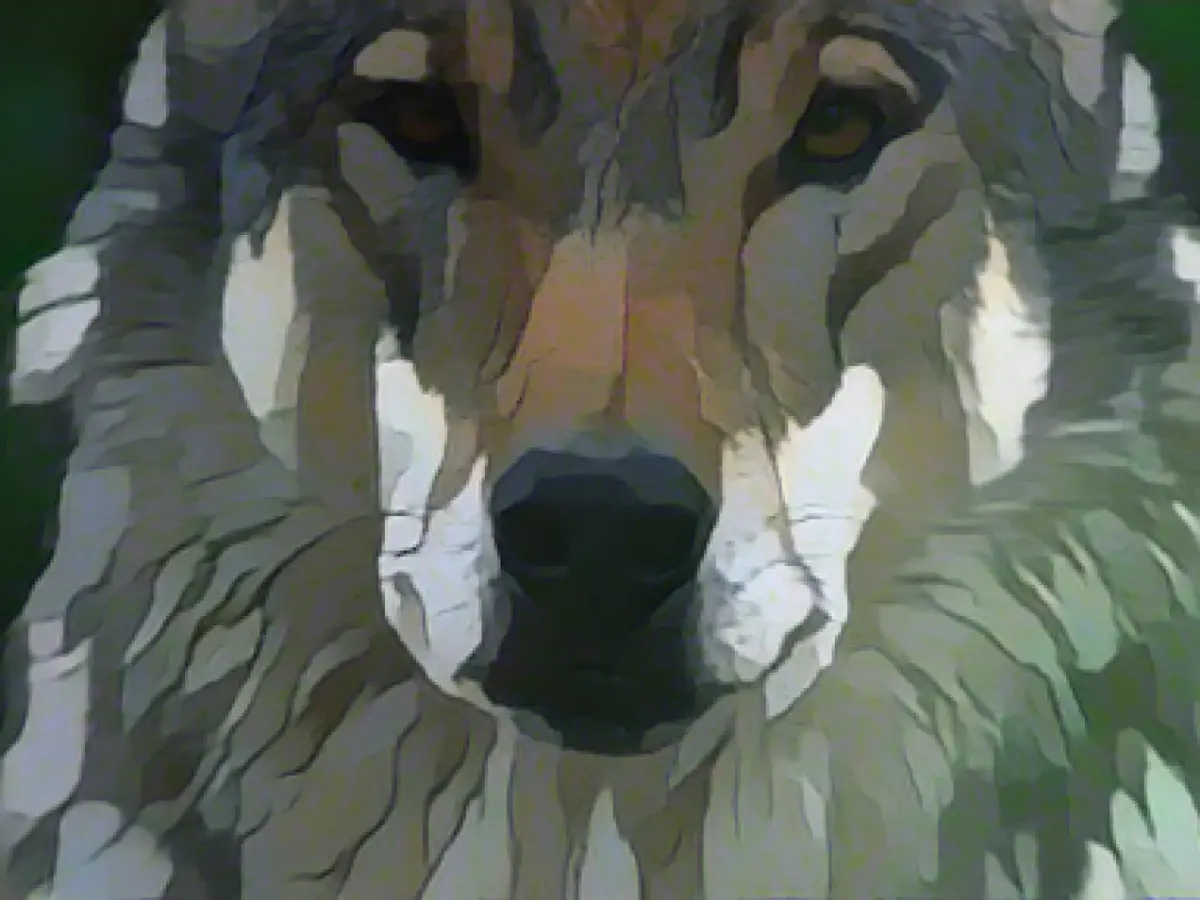 Federal states support Lemke's proposals for faster culling of problem wolves