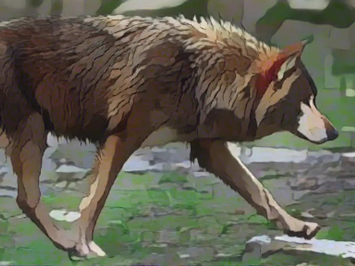 Unanimous decision: faster wolf culls possible