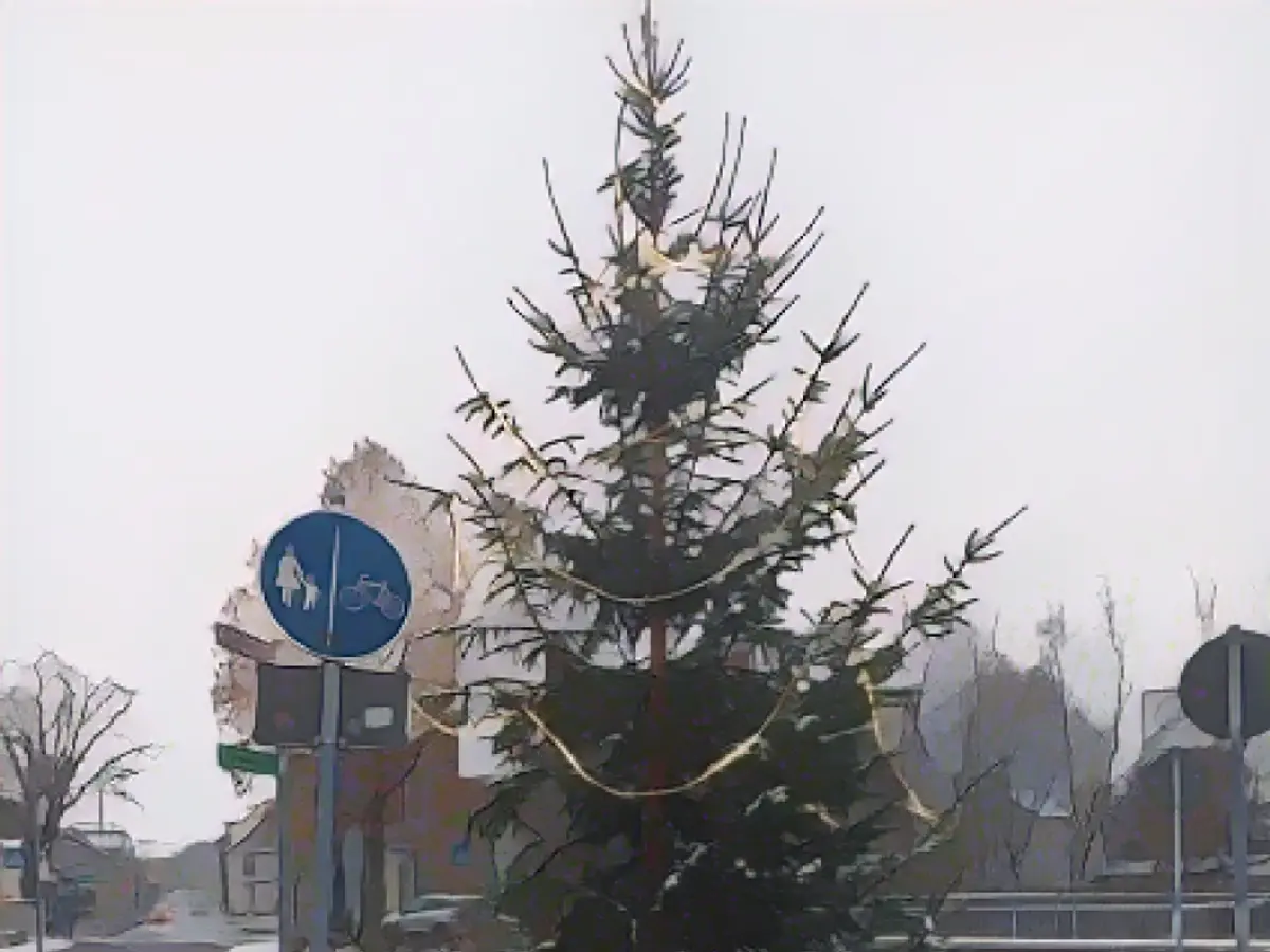 Tree blight in Bad Blankenburg