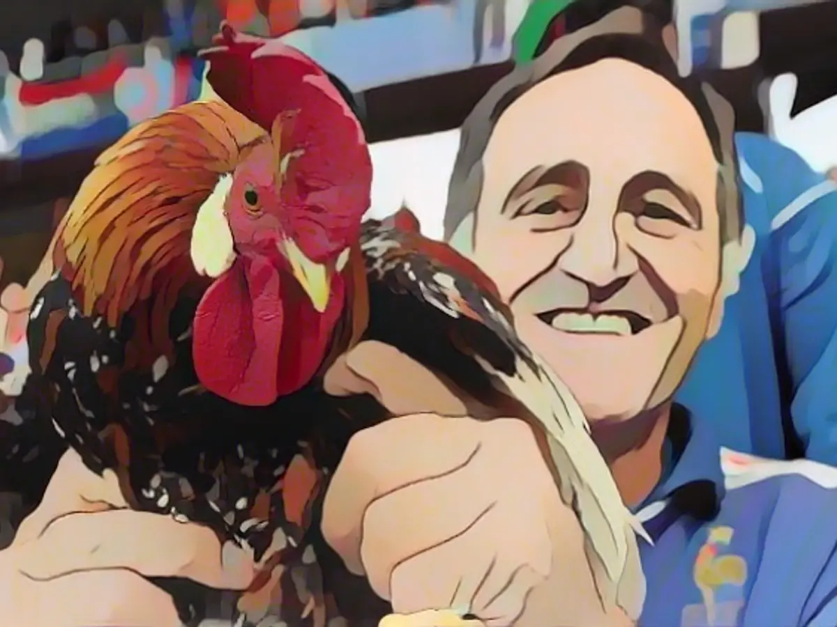 When the sad rooster Balthazar was banned from the stadium