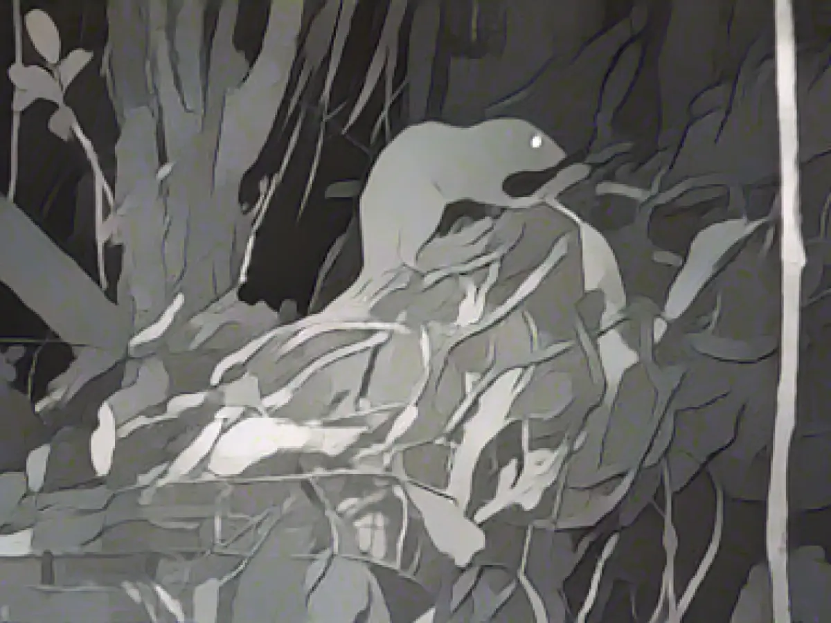 Giant rats from Vangunu actually exist