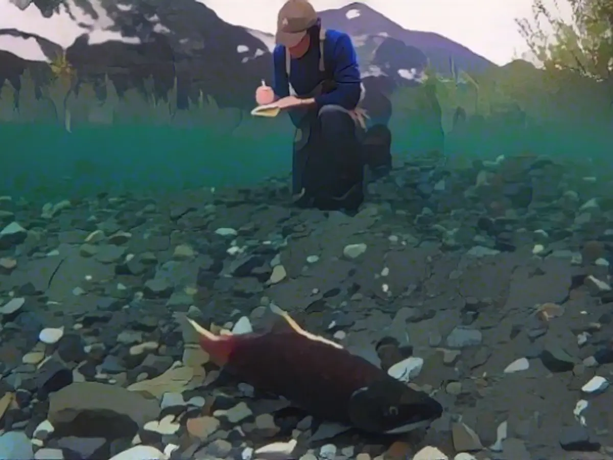 New habitats - for salmon or mining?