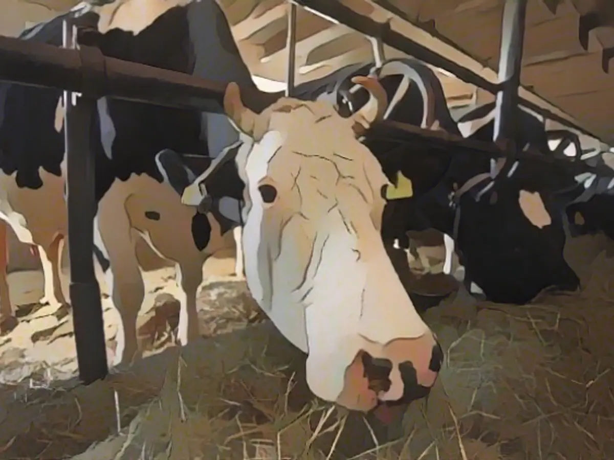 Foodwatch calls for an end to tethering for bulls and cows