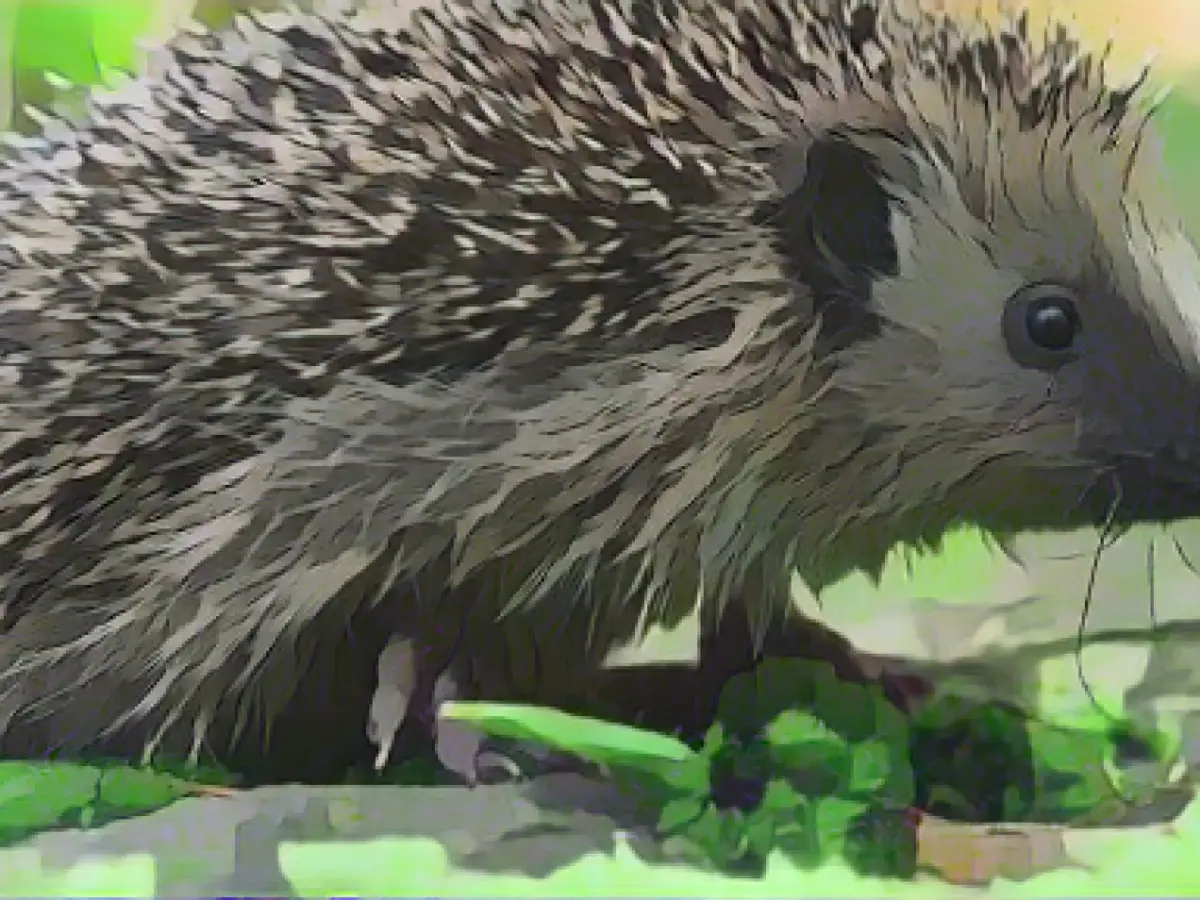 German Wildlife Foundation: Hedgehog is animal of the year 2024
