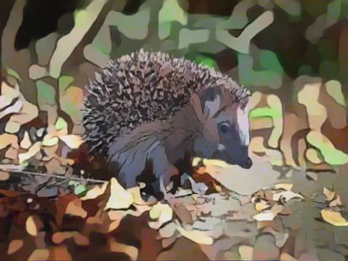 The hedgehog is the animal of the year 2024