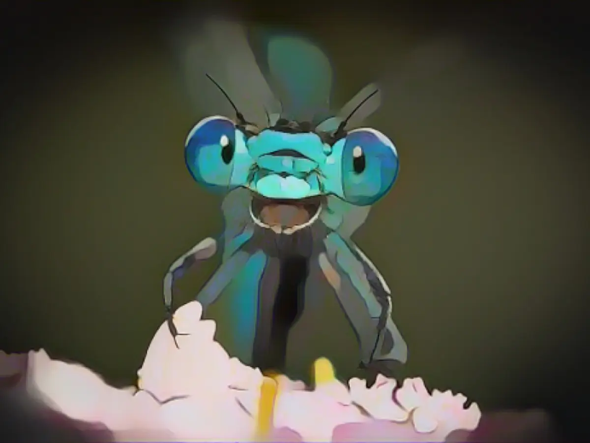 2021 Comedy Wildlife Photography Awards Capturing animals at their funniest