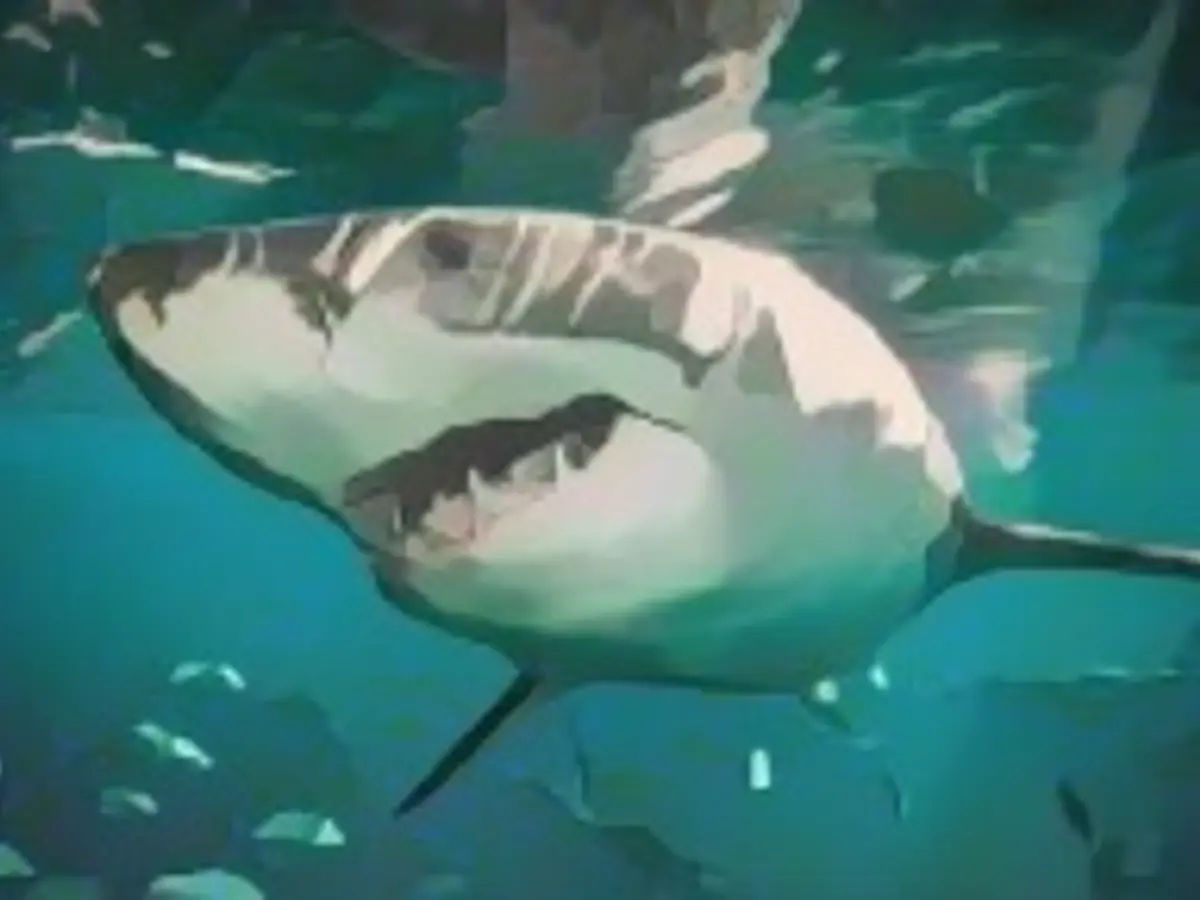 Woman dies in apparent shark attack at Mexico beach resort