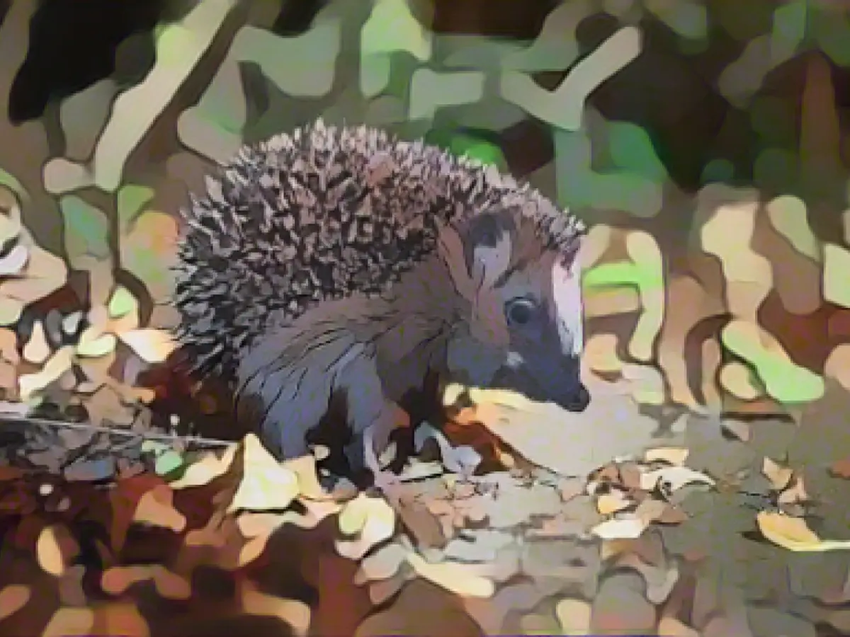Hedgehogs in Thuringia on the endangered list