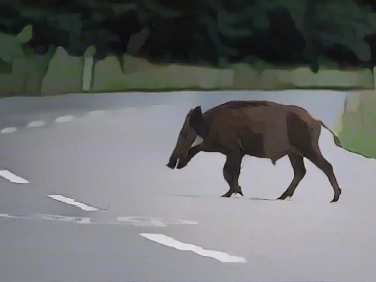 Dozens of violations of the ban on feeding wild animals recorded