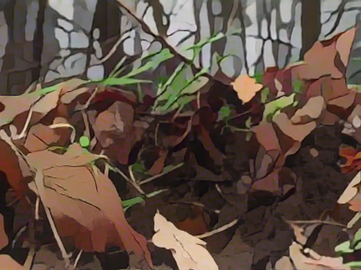 Forest soil is "Soil of the Year 2024"